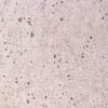 Kashmir White
