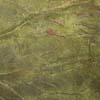 Rain Forest Green Polished